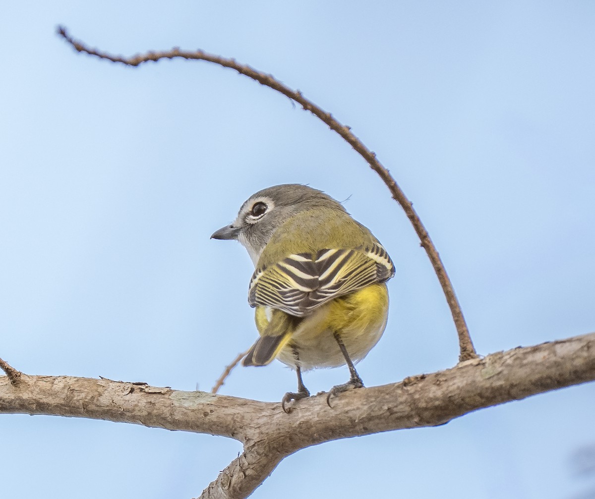 Graukopfvireo - ML649396205