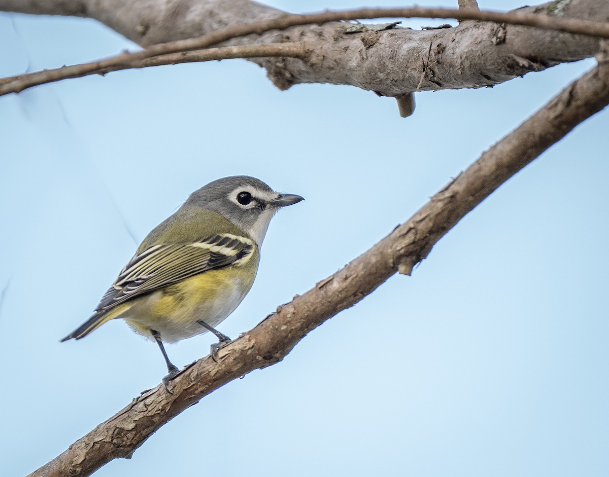 Graukopfvireo - ML649396206