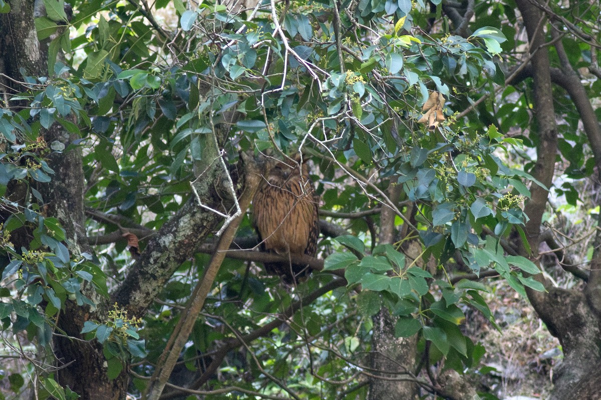 黃魚鴞 - ML649396212