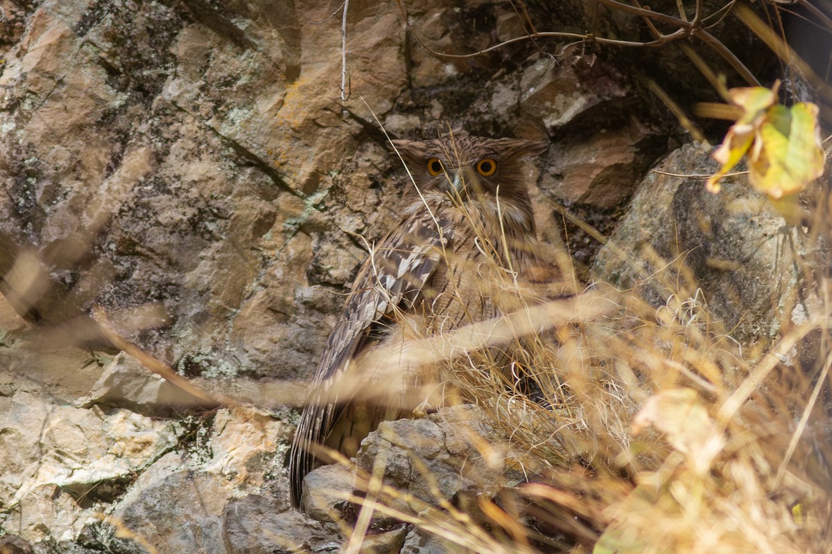 ketupa rybí - ML649396291