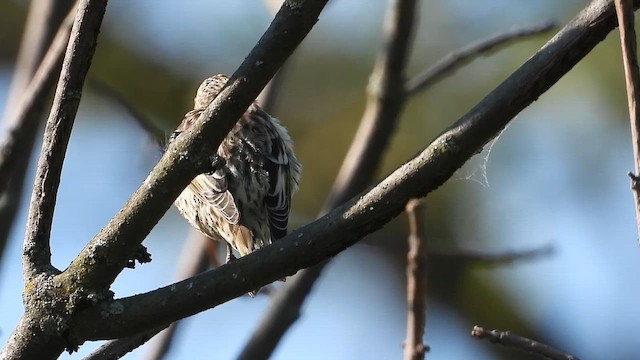 マツノキヒワ - ML649396295