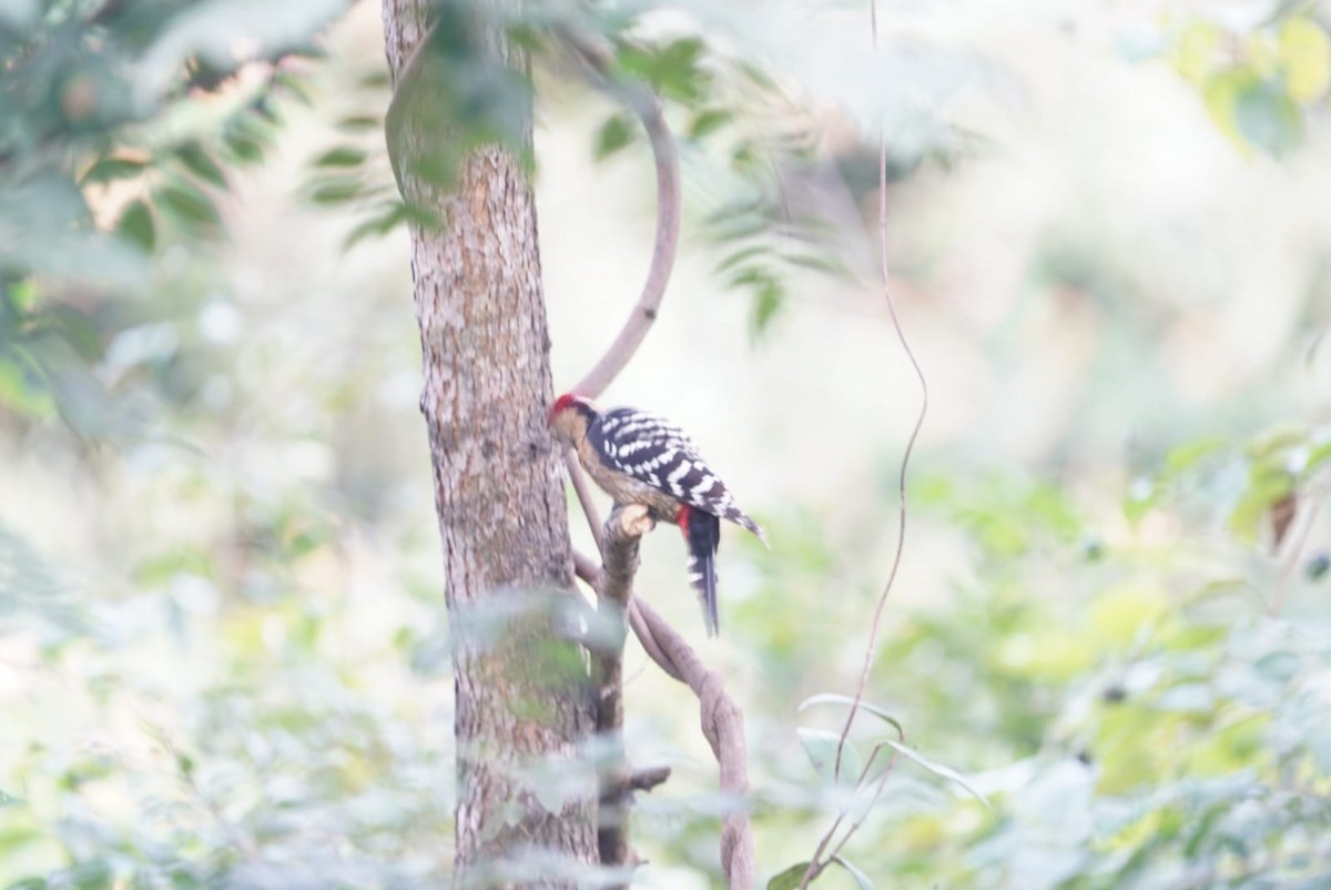 strakapoud pruhobřichý - ML649396425