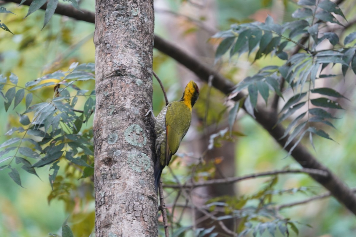 žluna indomalajská - ML649396442