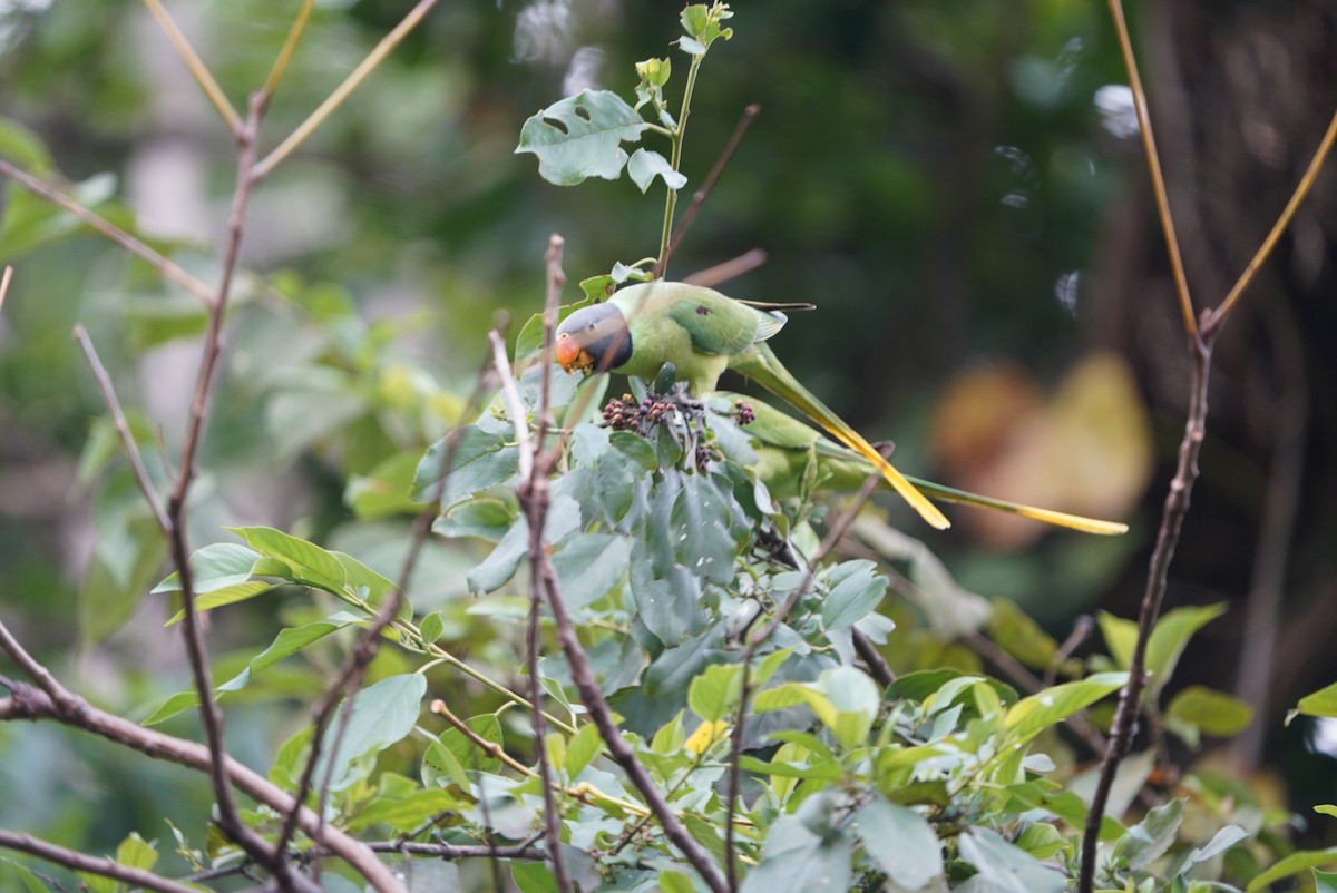 alexandr černohlavý - ML649396451