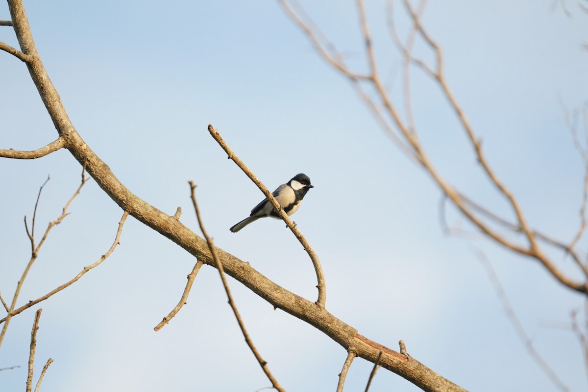 sýkora popelavá - ML649396519