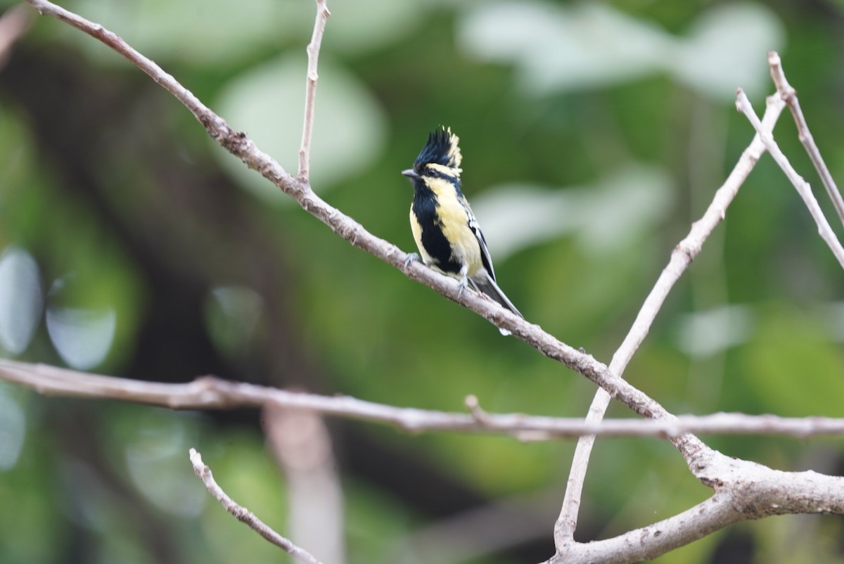 sýkora chocholatá - ML649396523