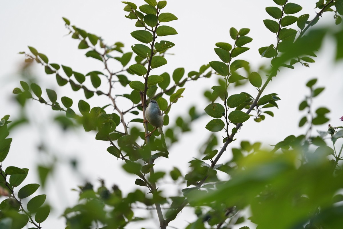 Gray-breasted Prinia - ML649396525