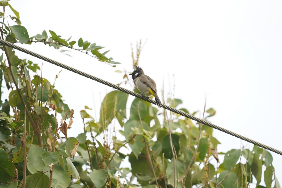 bulbul himálajský - ML649396546