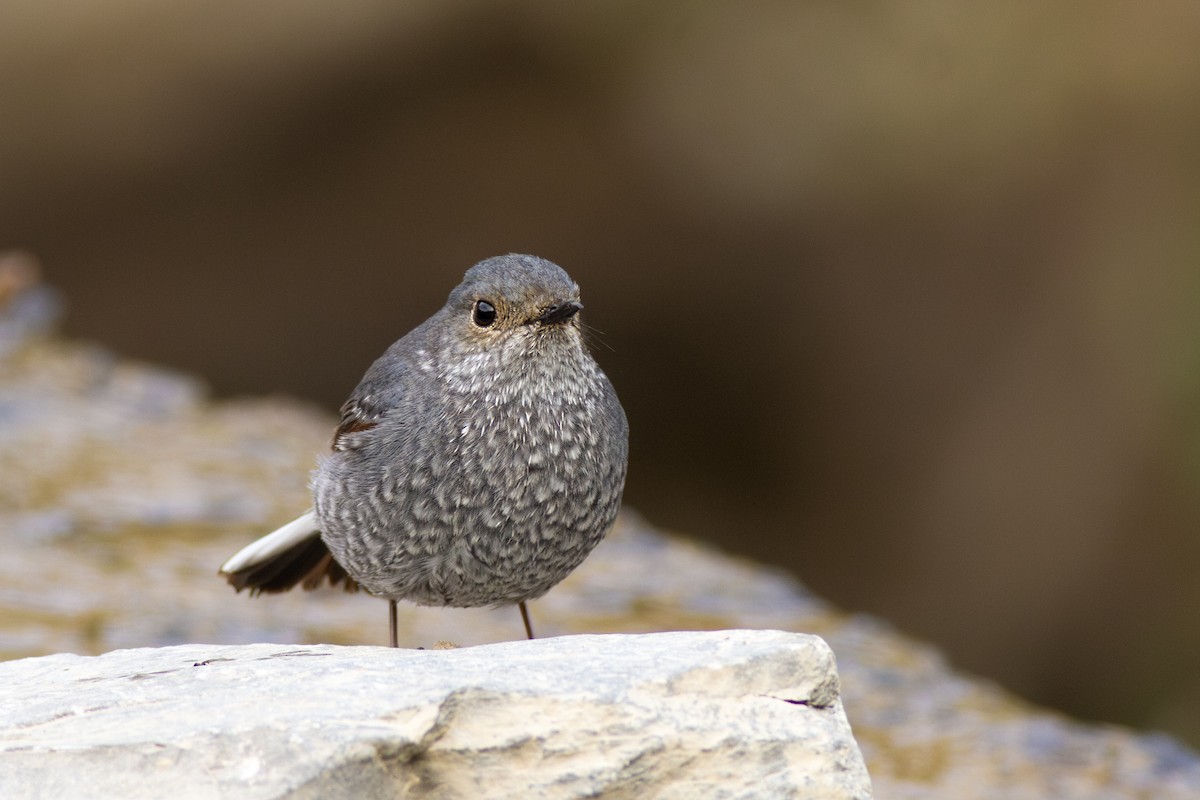 rehek bystřinný - ML649396554