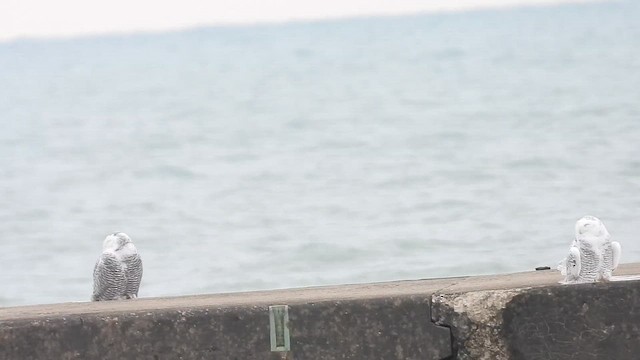 Белая сова - ML649396684