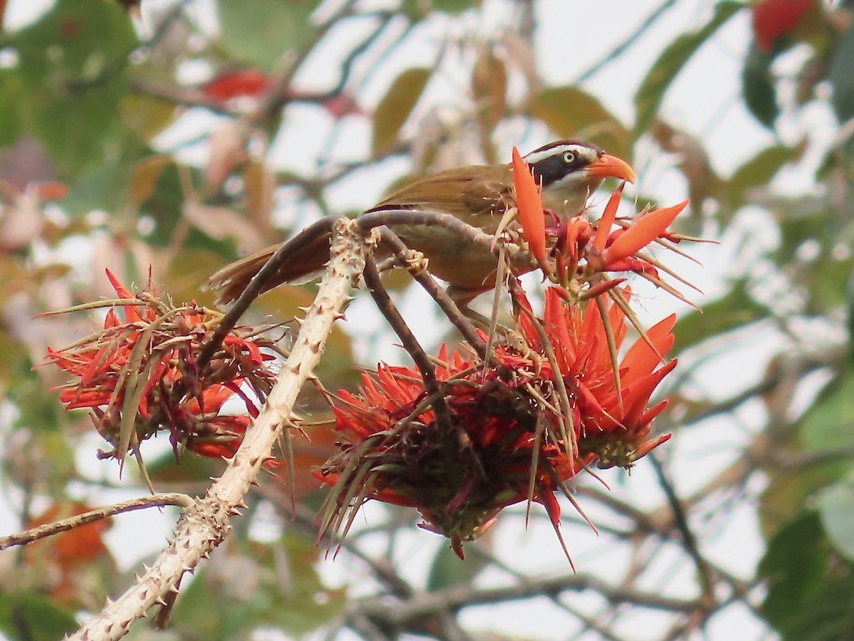 Силамбан буроголовий - ML649396817