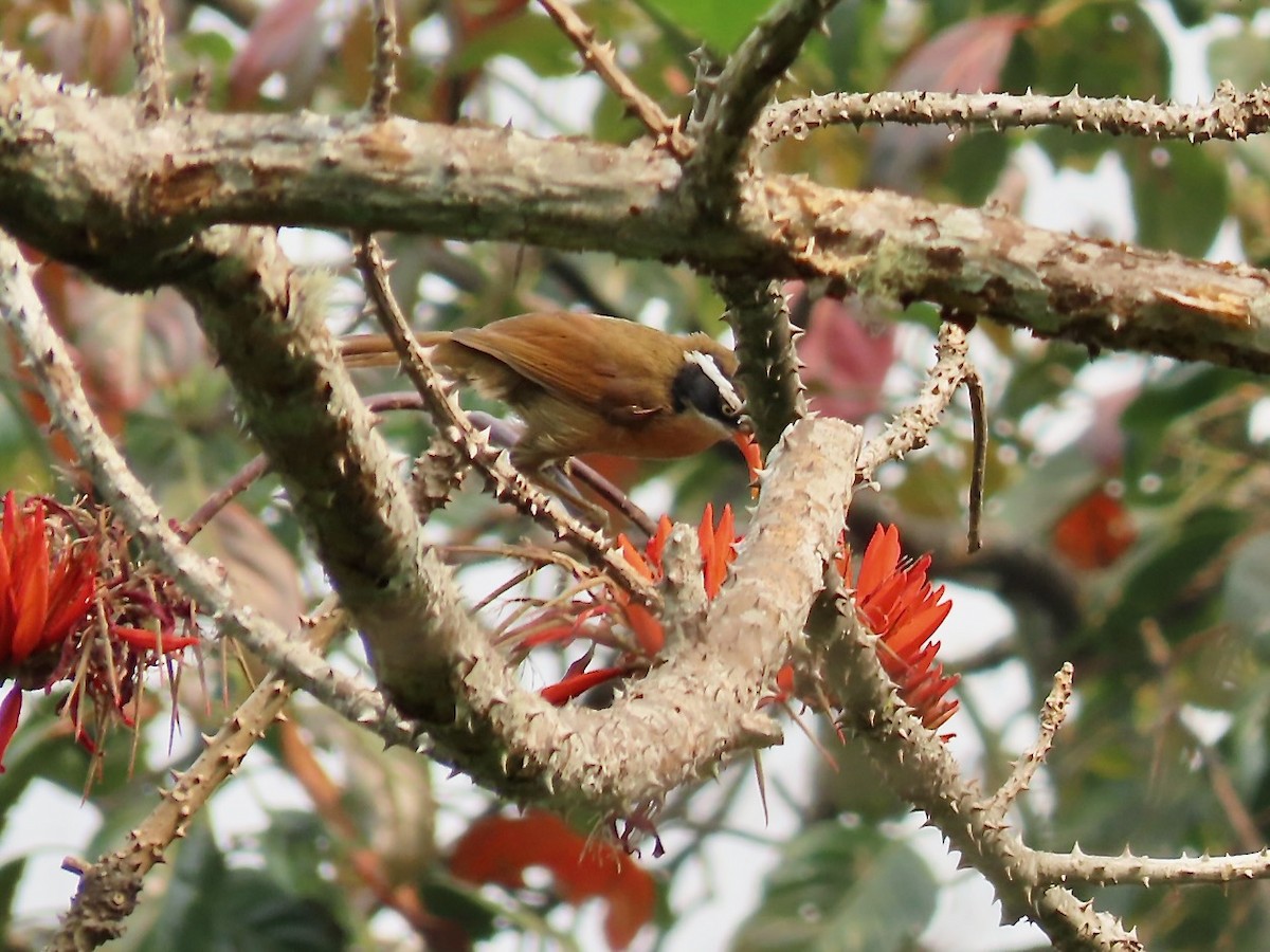 Силамбан буроголовий - ML649396844