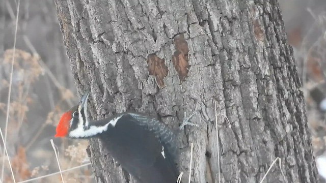 Хохлатая желна - ML649396890