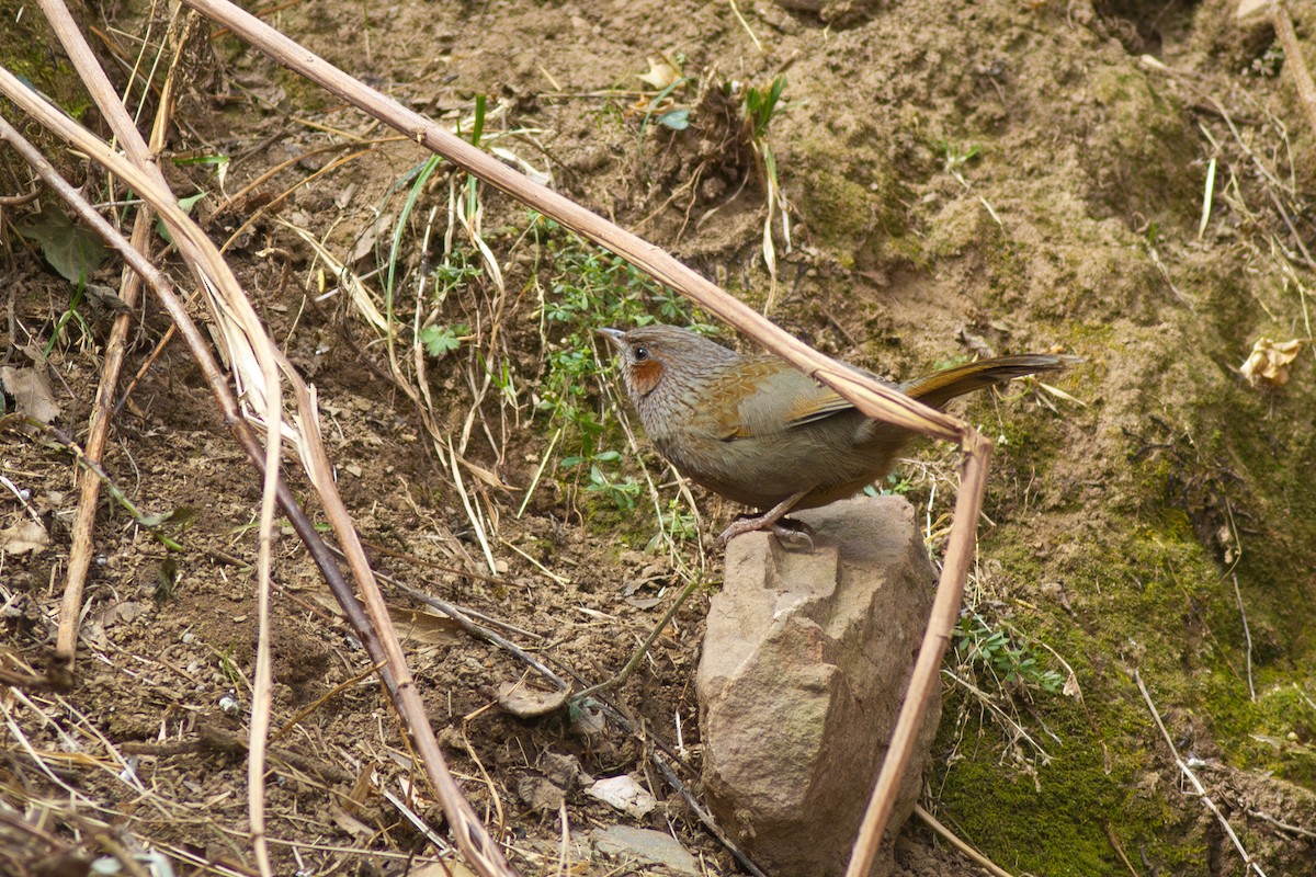 Streaked Laughingthrush - ML649396900