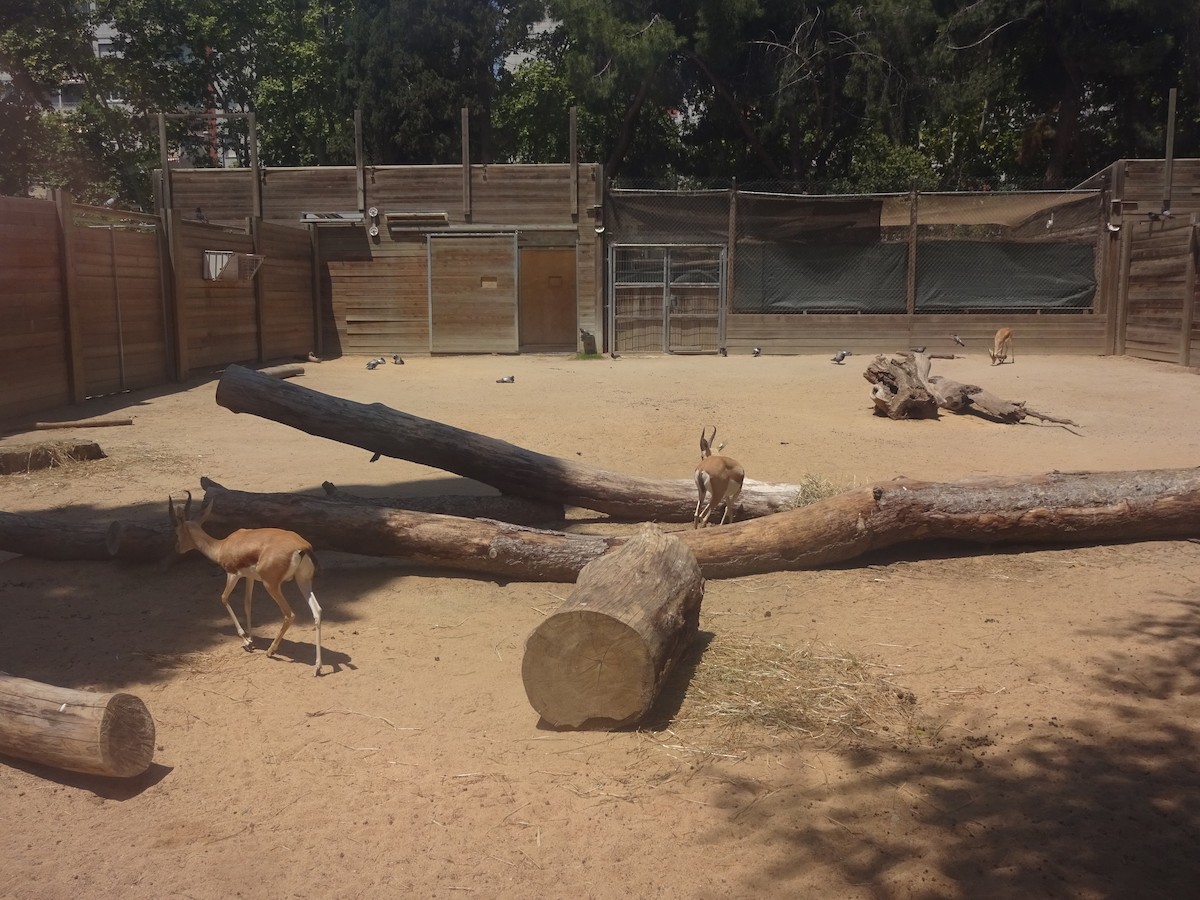 Rock Pigeon (Feral Pigeon) - ML649397009