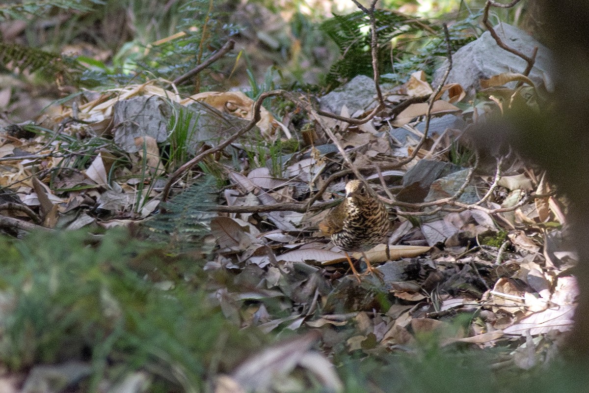 drozd dlouhoocasý - ML649397011