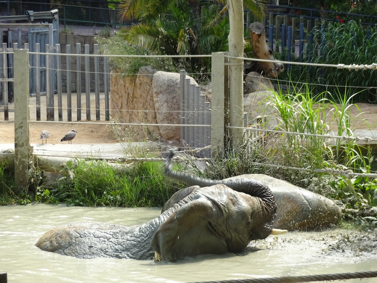 Yellow-legged Gull - ML649397042