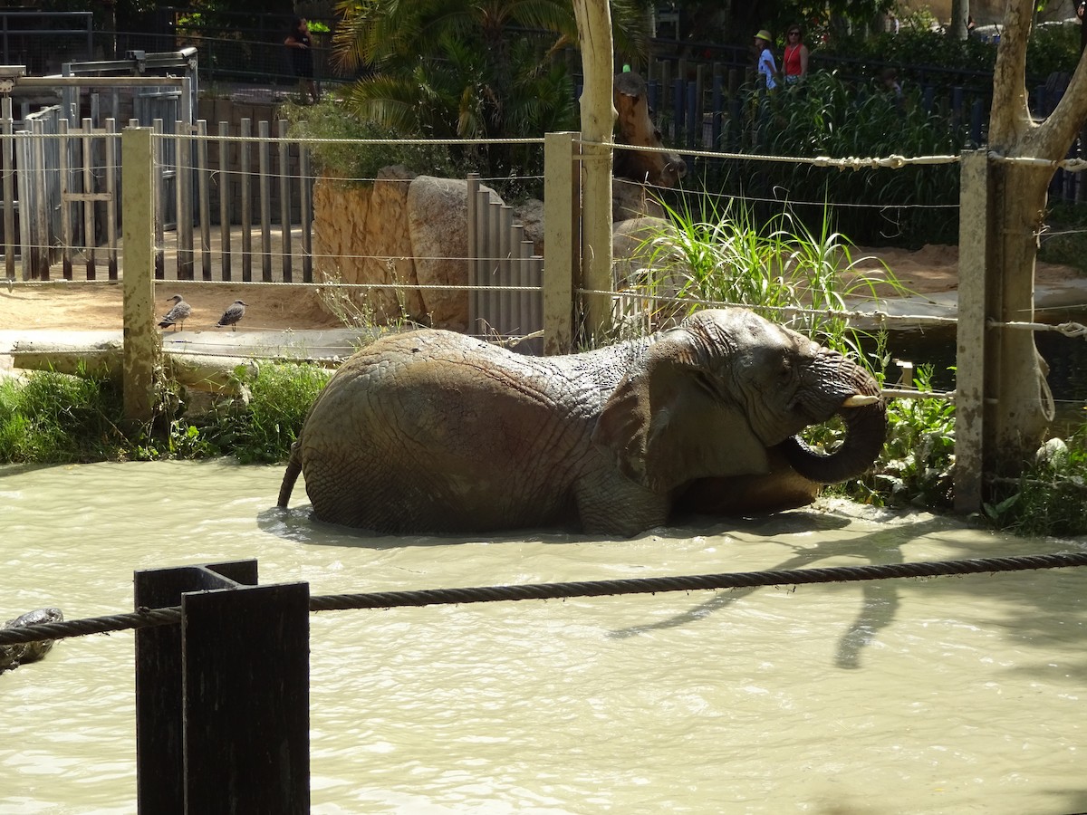Yellow-legged Gull - ML649397043
