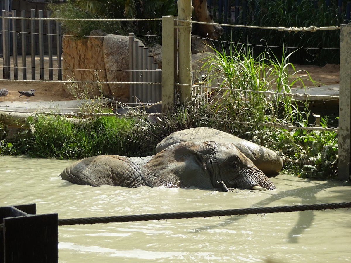 Yellow-legged Gull - ML649397044