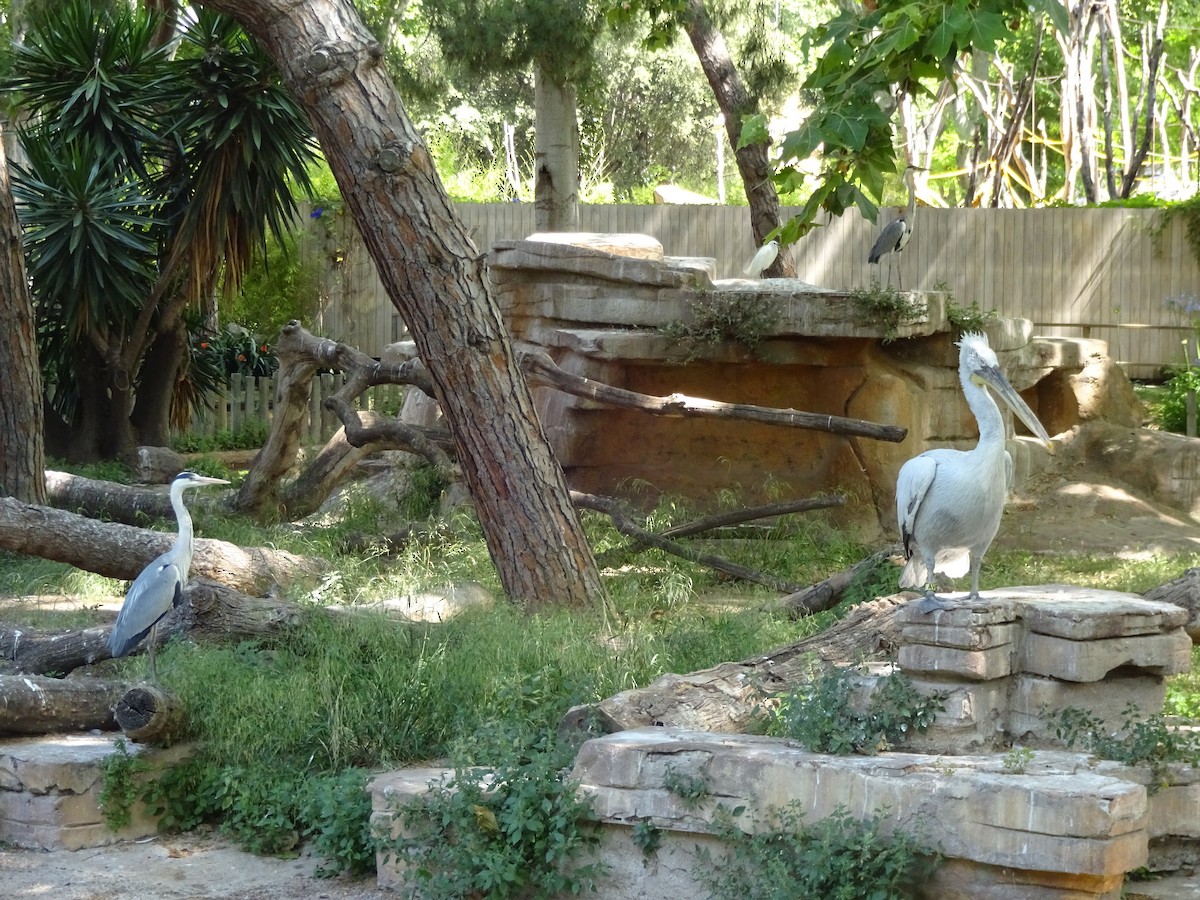 Little Egret - ML649397060