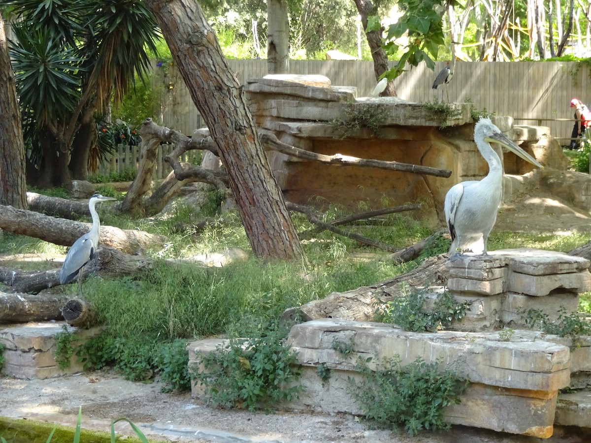 Little Egret - ML649397061