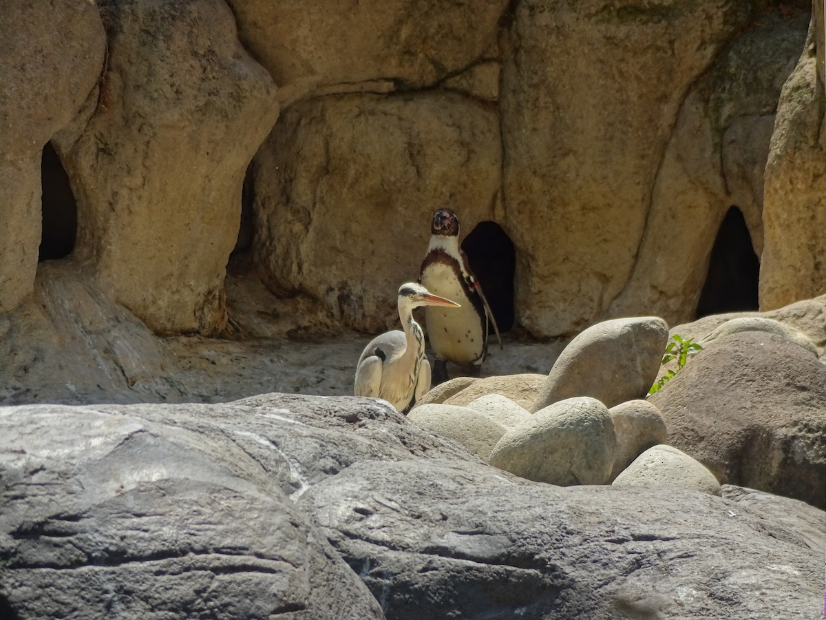 Gray Heron - ML649397087