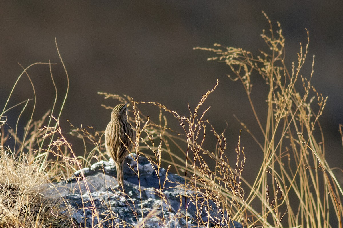 linduška himálajská - ML649397136