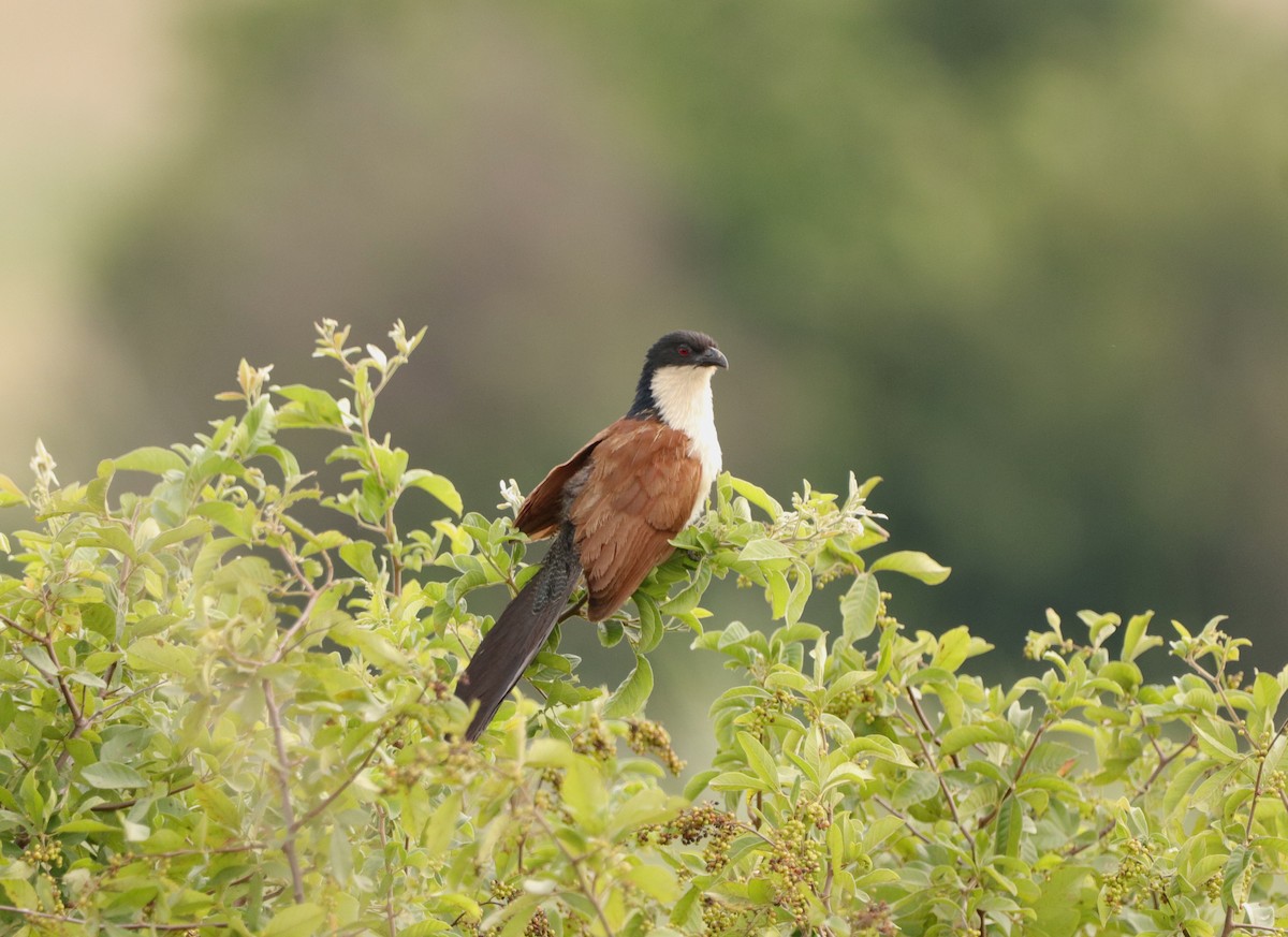 Burchell Kukalı - ML649397170