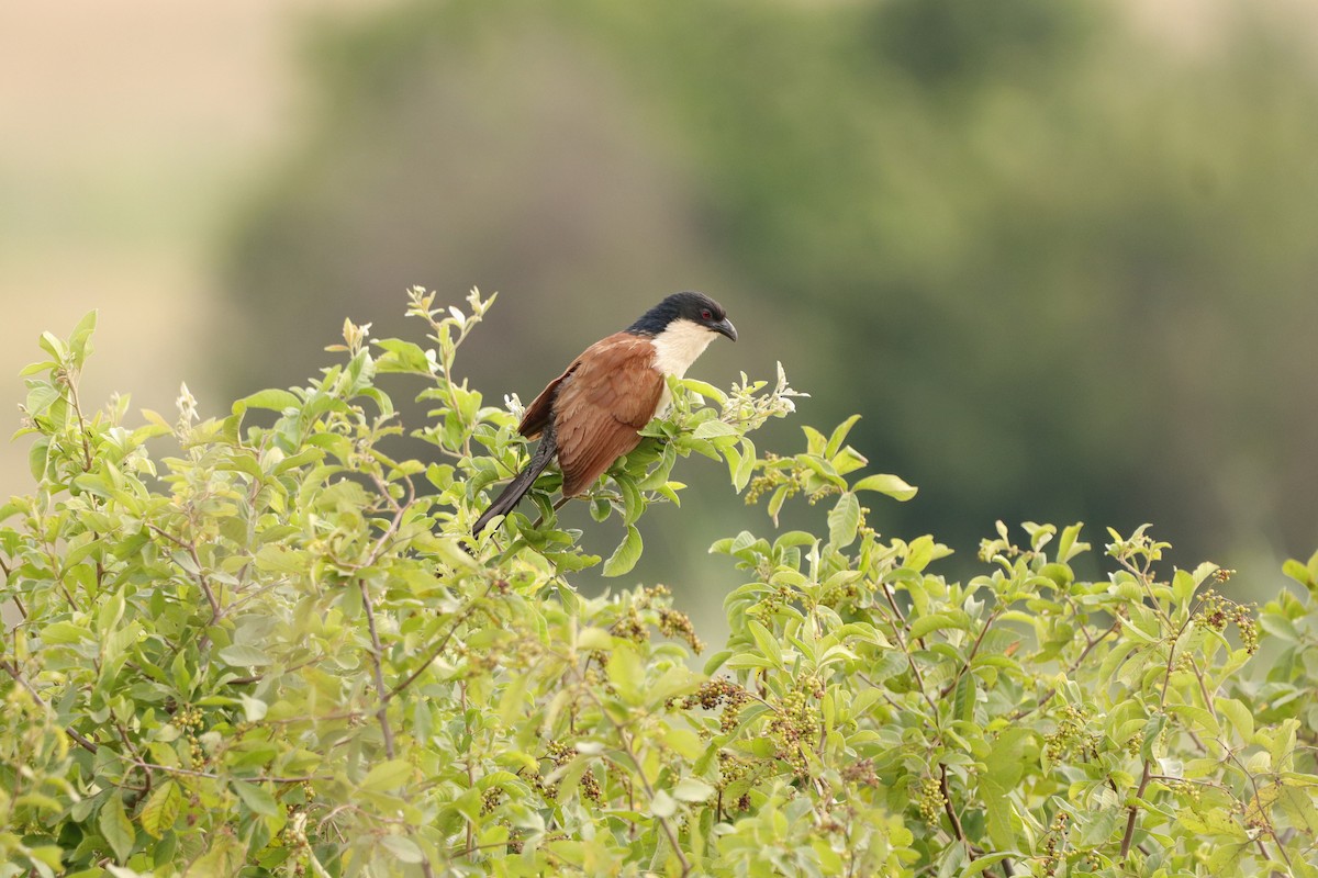 Burchell Kukalı - ML649397171