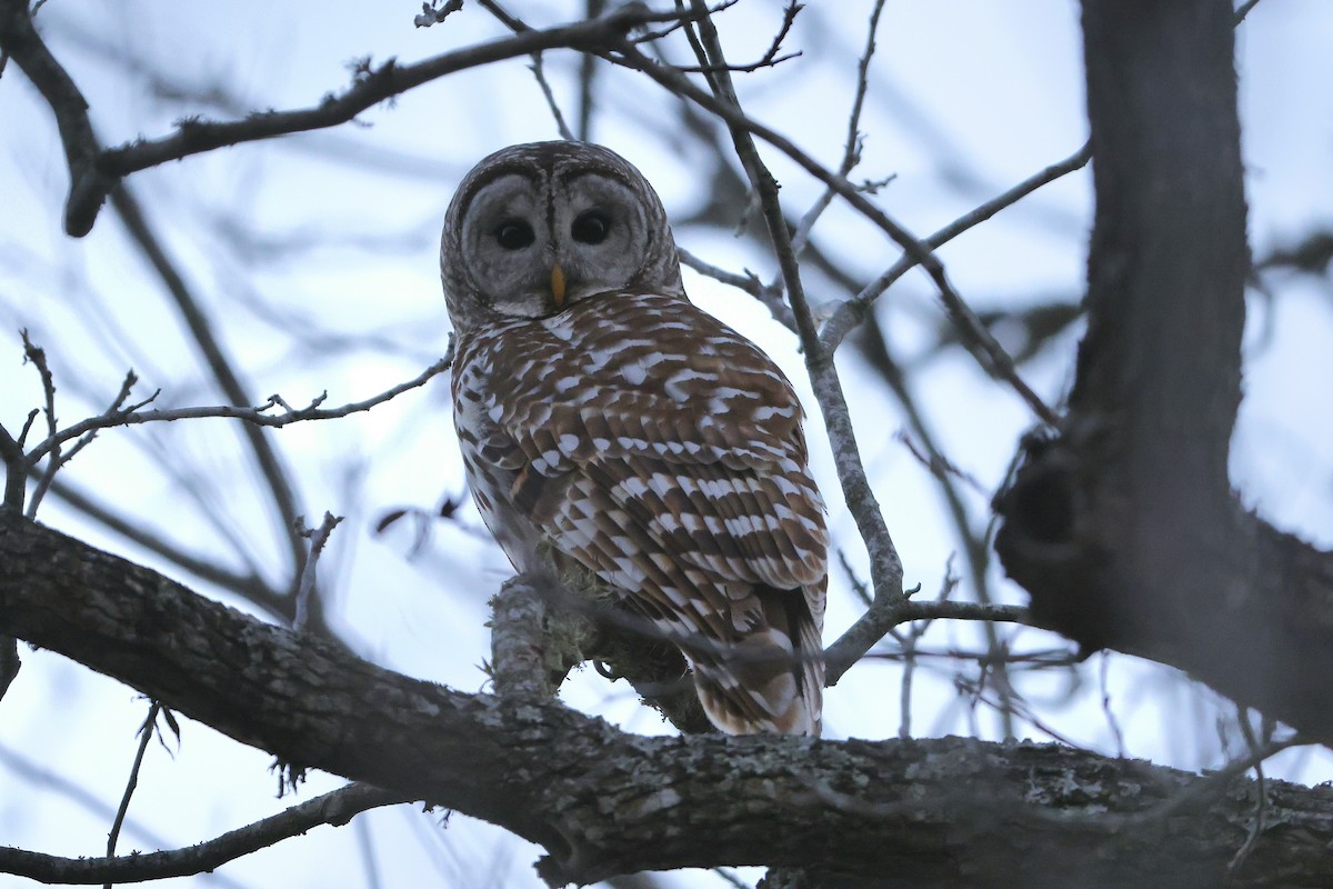 Barred Owl - ML649397279