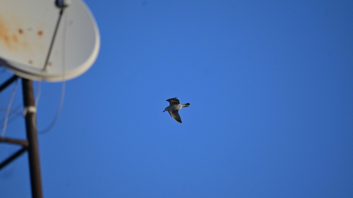 カモメ亜科 - ML649397544