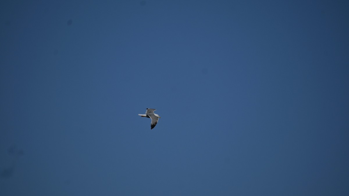 カモメ亜科 - ML649397653