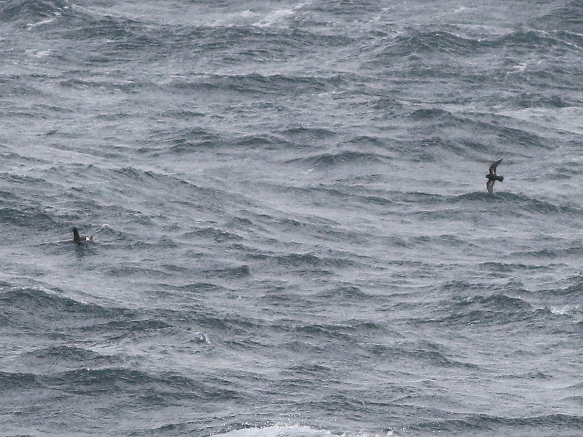 European Storm-Petrel (British) - ML649398300