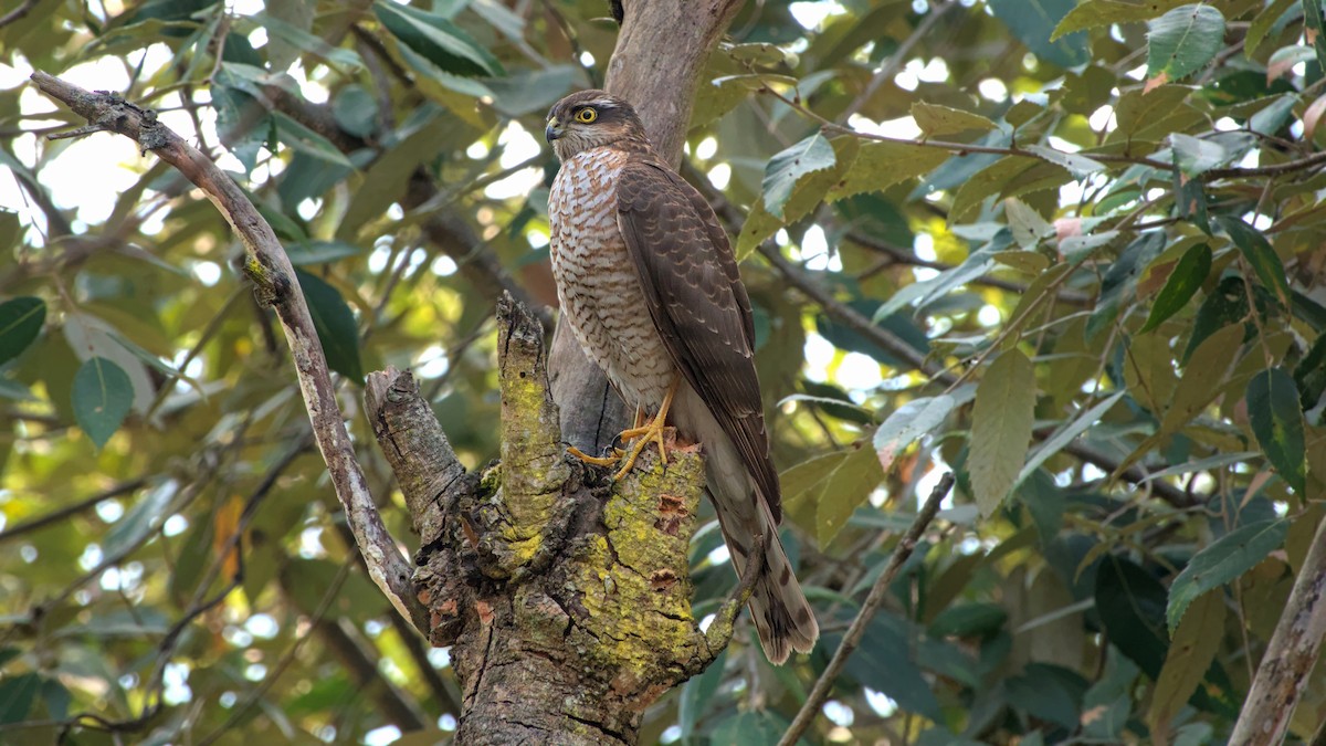 krahujec obecný - ML649398834