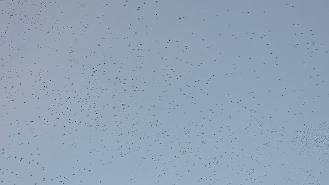 European Starling - ML649399257