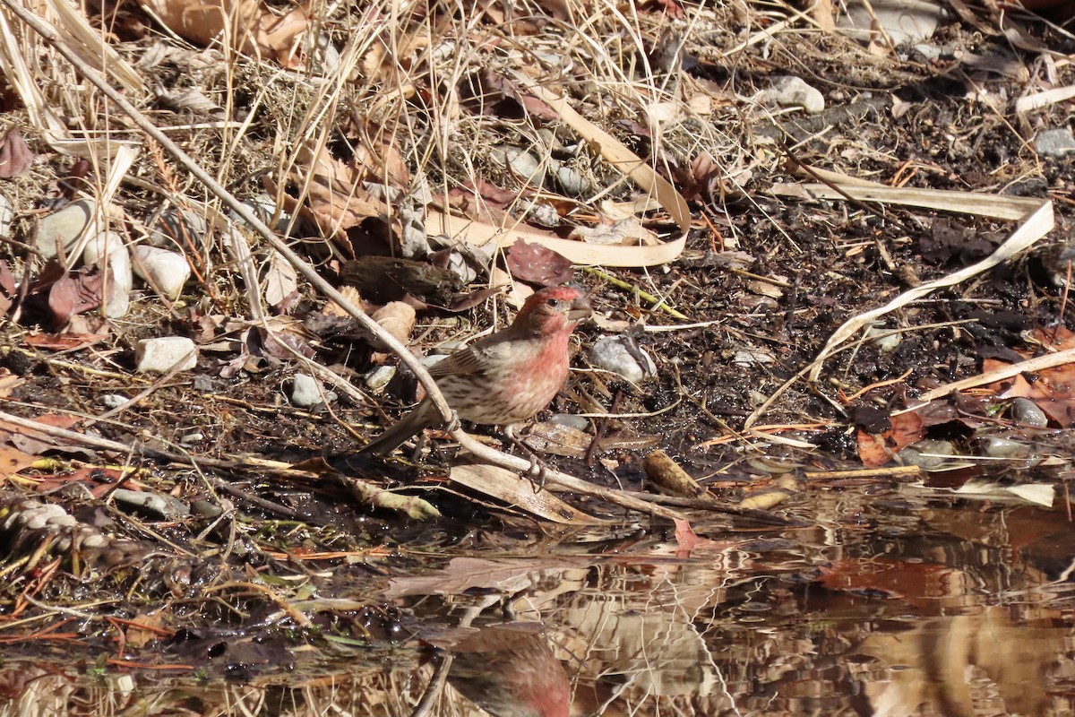 husrosenfink - ML649399277