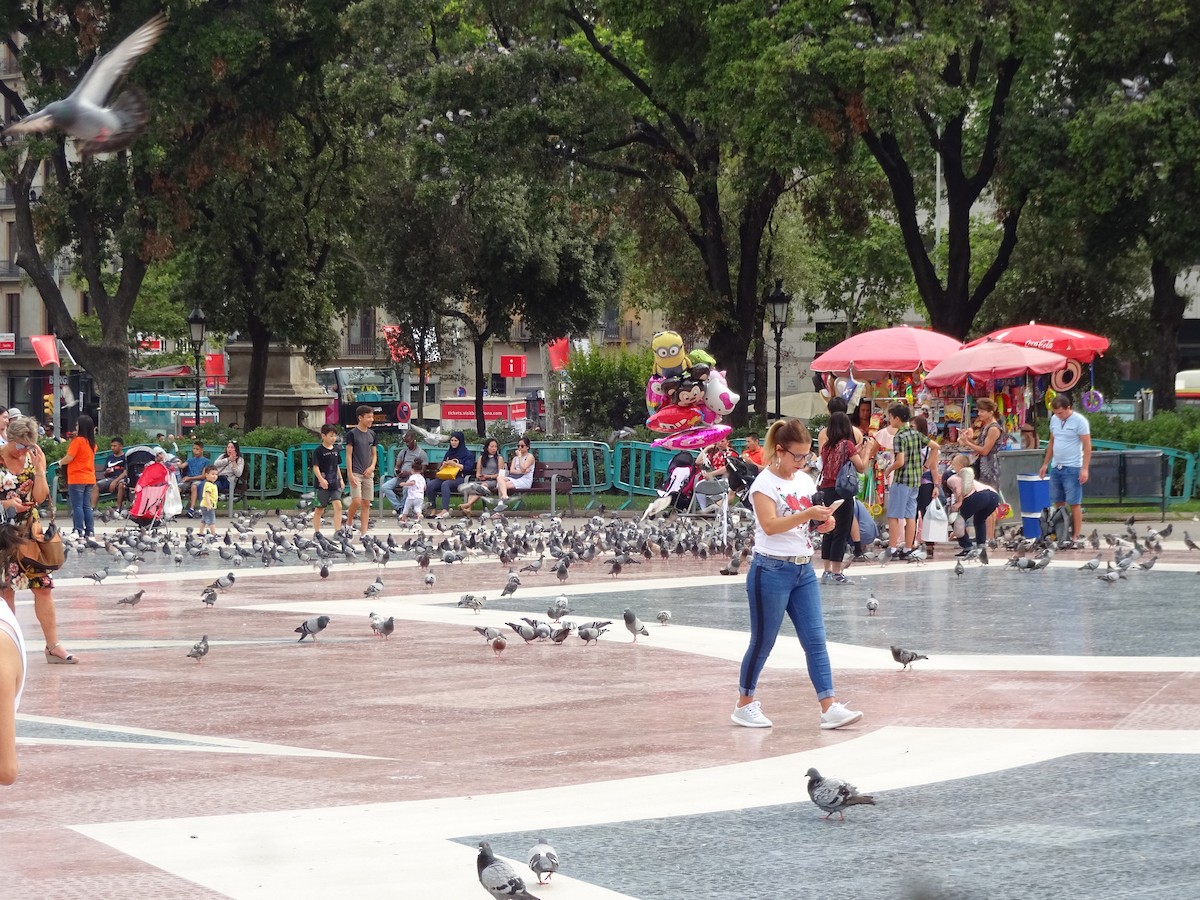 Rock Pigeon (Feral Pigeon) - ML649399677