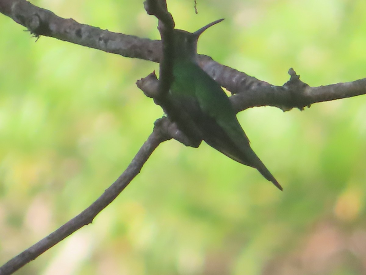 Wedge-tailed Sabrewing - ML649399862