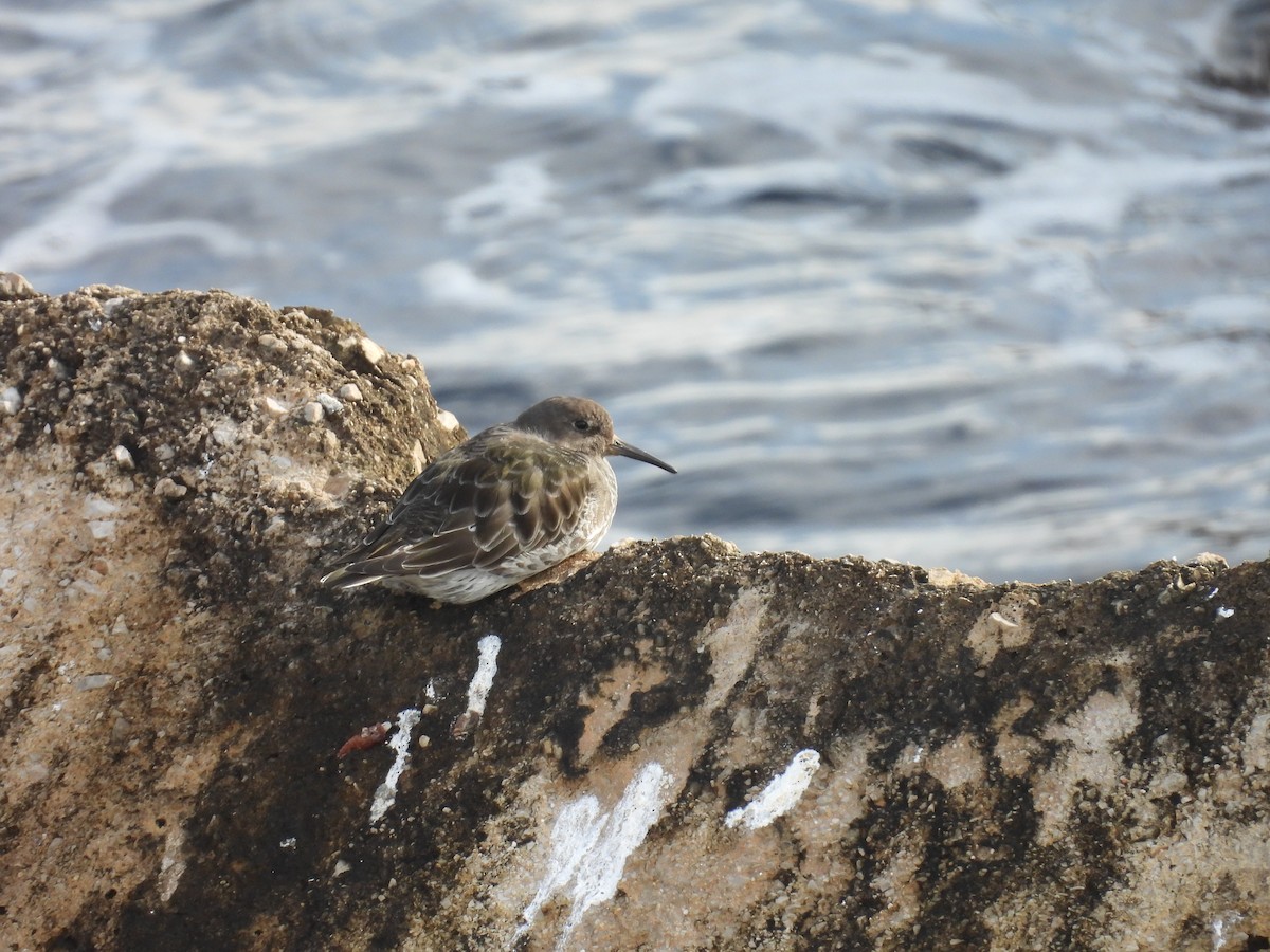 Purple Sandpiper - ML649399875