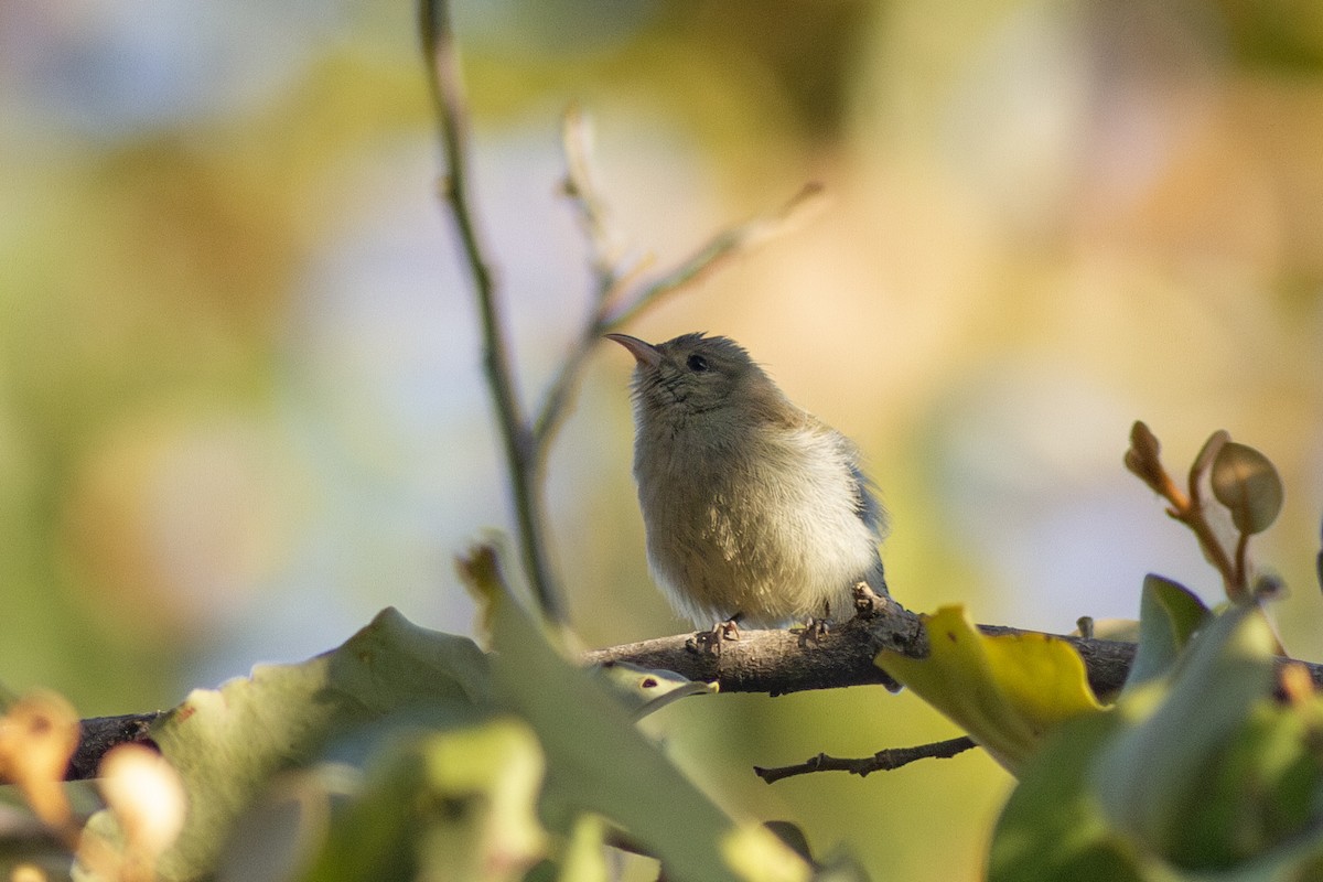 květozob křivozobý - ML649399949