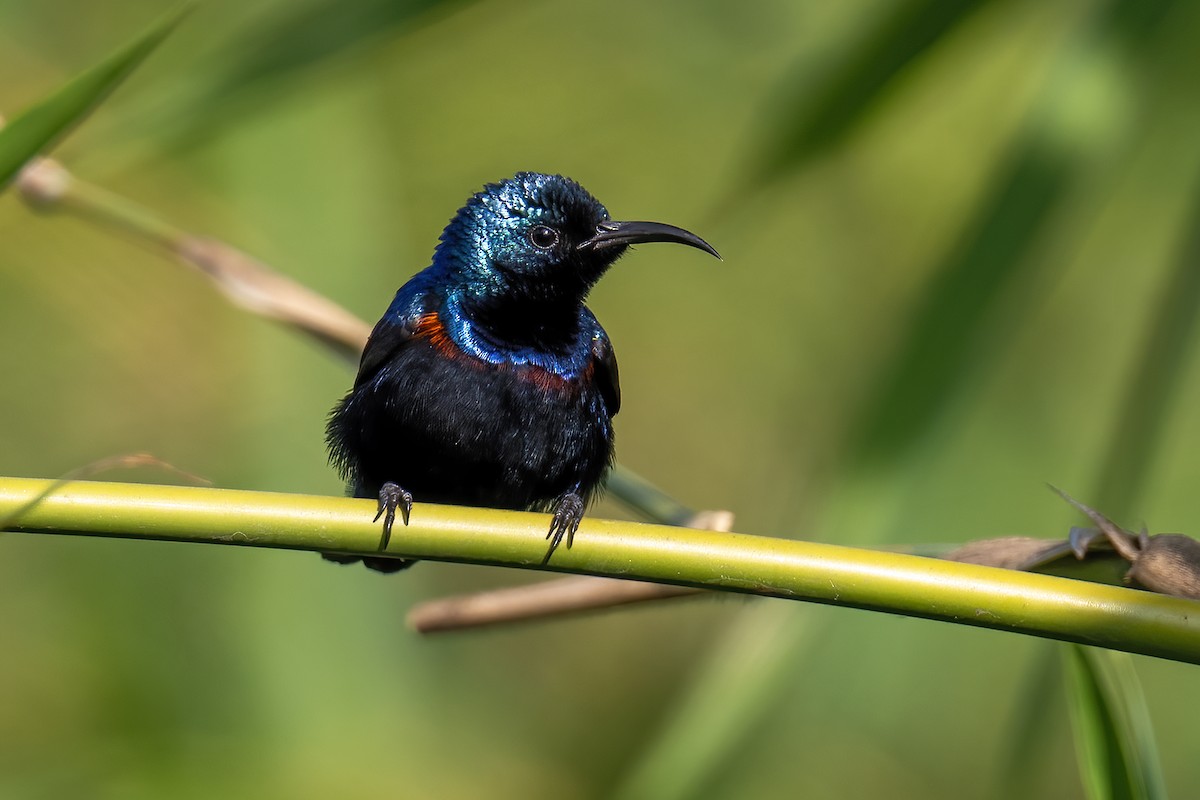 Purple Sunbird - ML649400013