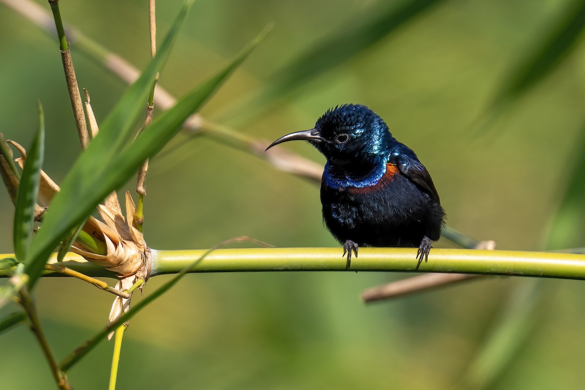 Purple Sunbird - ML649400015