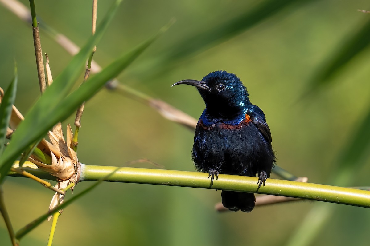 Purple Sunbird - ML649400017