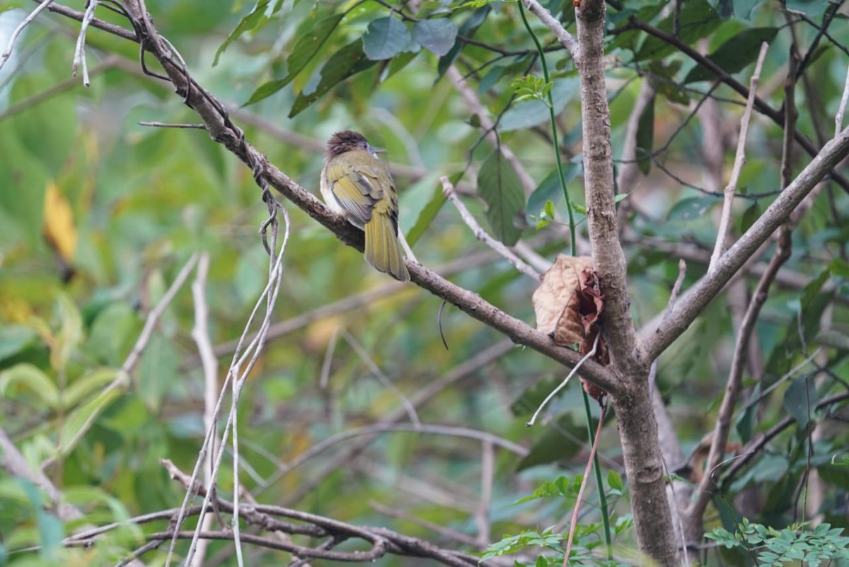 Mountain Bulbul - ML649400291