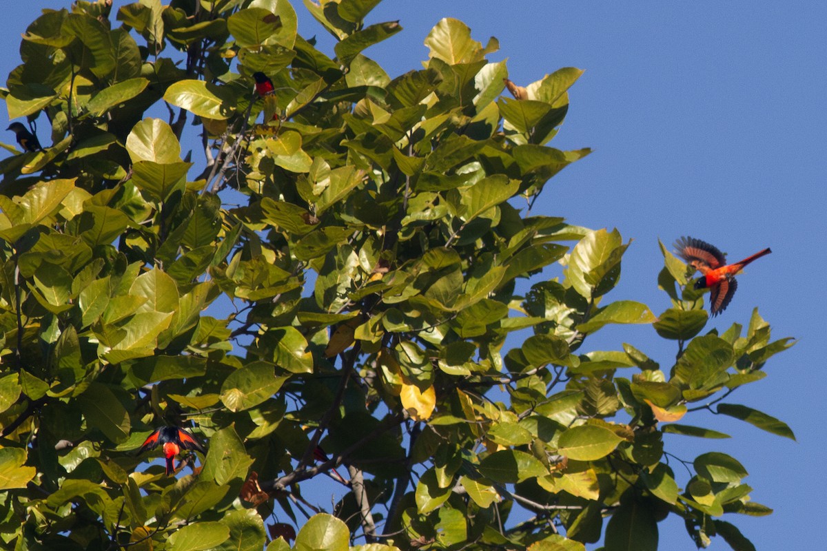 Scarlet Minivet - ML649400549