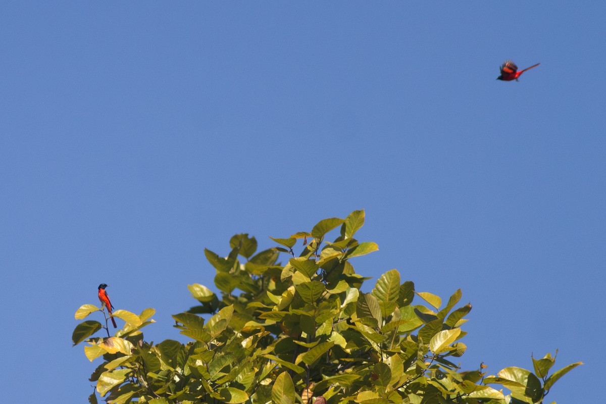 Scarlet Minivet - ML649400550