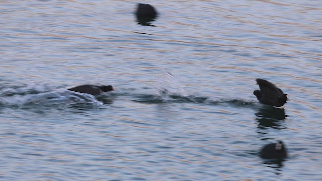 אגמית מצויה - ML649400573