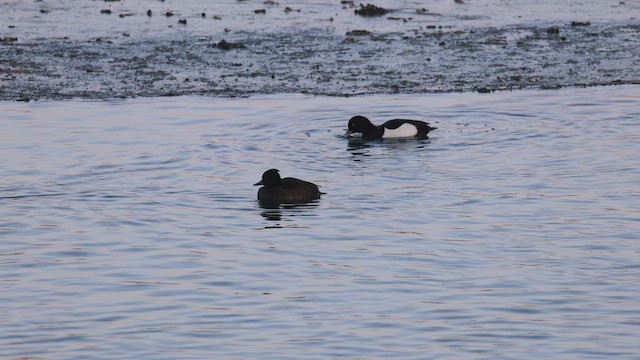צולל מצויץ - ML649400585