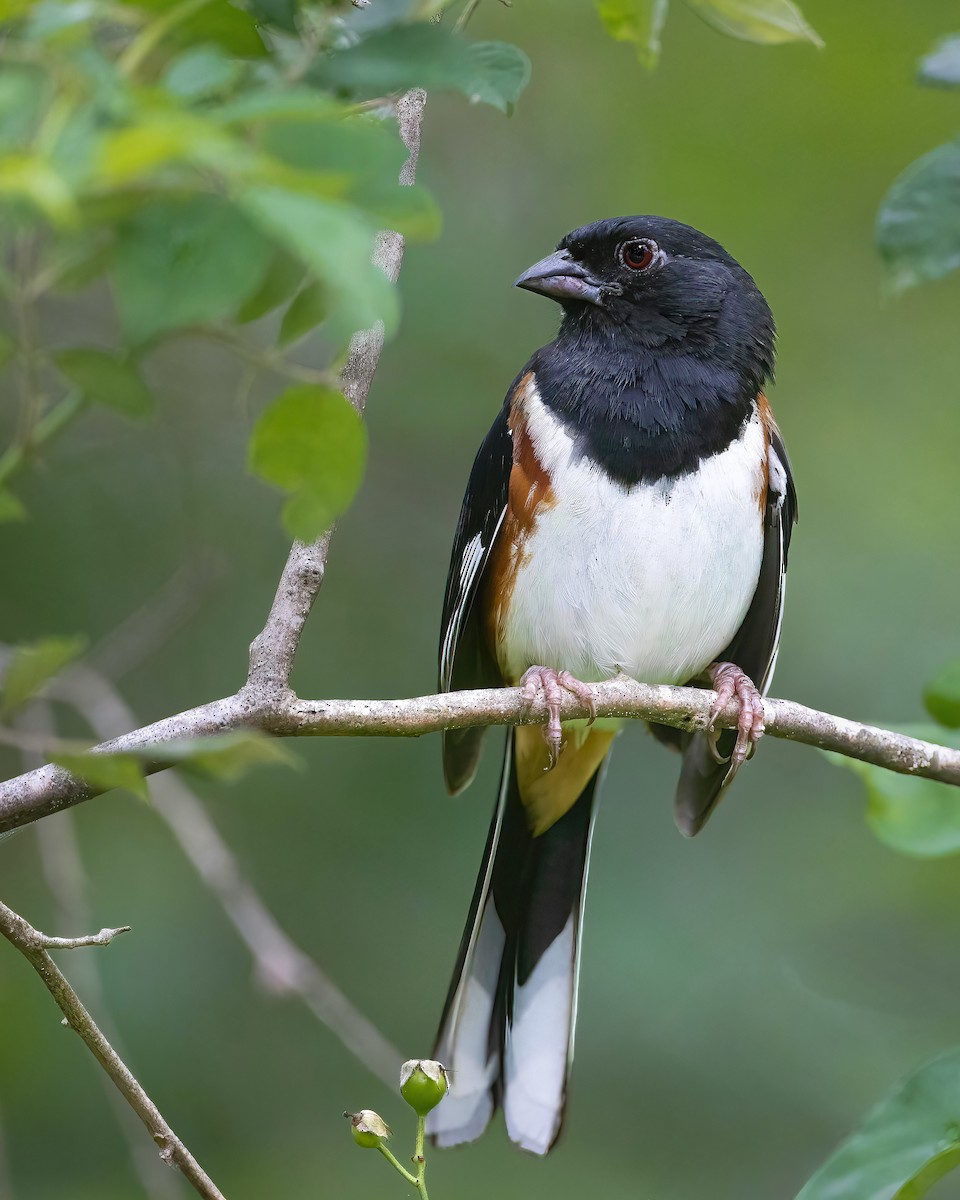 Eastern Towhee - ML649400875