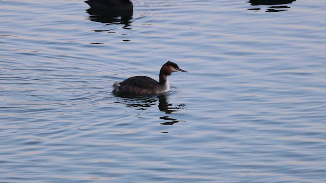 טבלן מצויץ - ML649400922